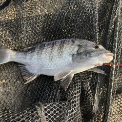 リモートバトルのシーバス狙い