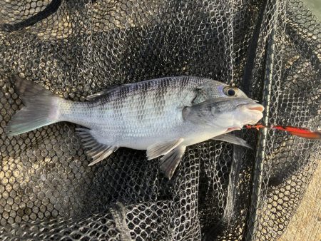 リモートバトルのシーバス狙い