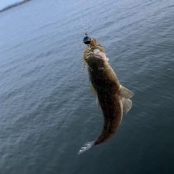 巨大マゴチを求めて