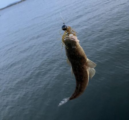 巨大マゴチを求めて