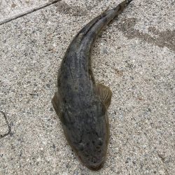 夕まづめ、シーバス狙い