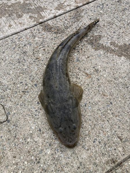 夕まづめ、シーバス狙い