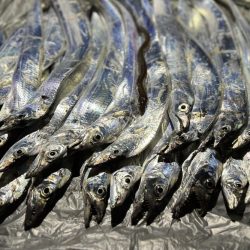 タチウオ爆沸き！！