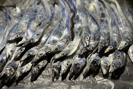 タチウオ爆沸き！！