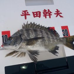 日の出渡8番アイゴ38センチ