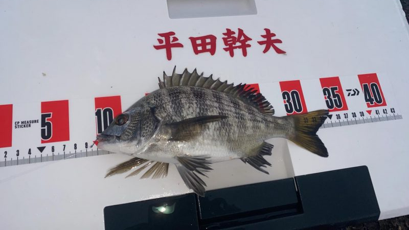 日の出渡8番アイゴ38センチ