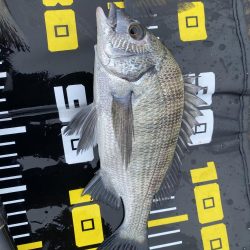 グレ自己最高28センチ