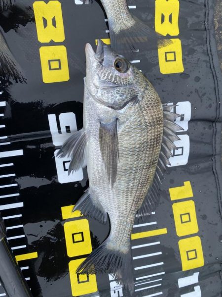 グレ自己最高28センチ