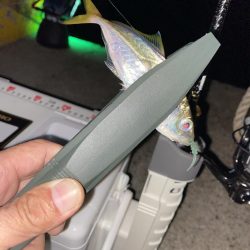 飛柳で豆アジ14匹