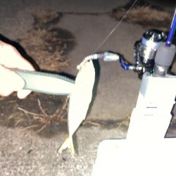 強風下アジング