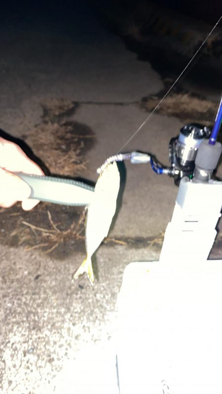 強風下アジング