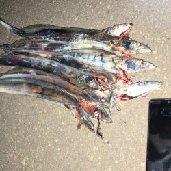 二見タチウオ釣行