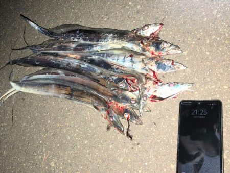 二見タチウオ釣行