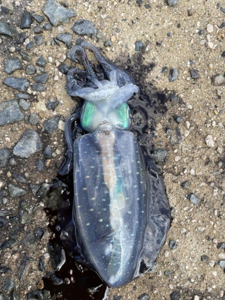 大事なエギが…