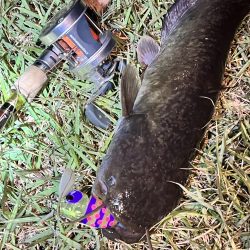 久しぶりのナマズさん