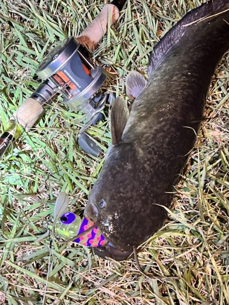 久しぶりのナマズさん