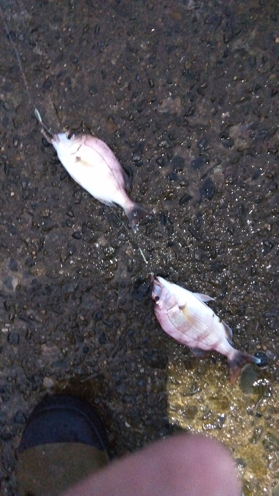 苅屋海岸のキス釣り