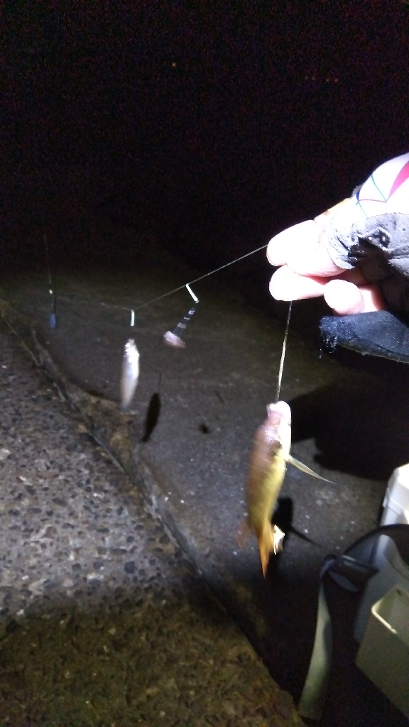 苅屋海岸のキス釣り