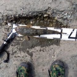 久々の念願フラット…