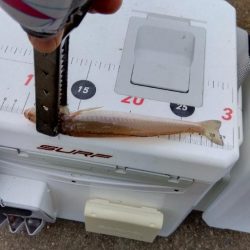 苅屋海岸のキス釣り