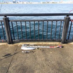 空港でアオリイカ?