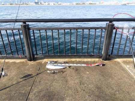 空港でアオリイカ?