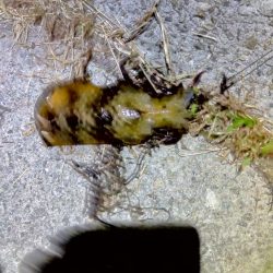 今年、初ヤエン