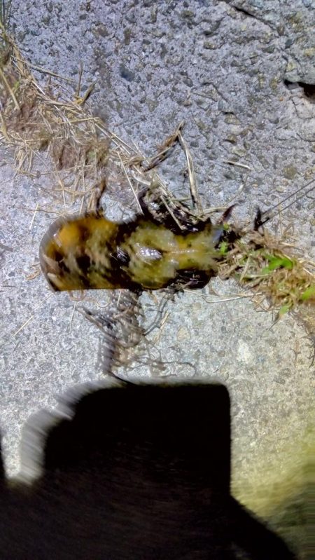 今年、初ヤエン