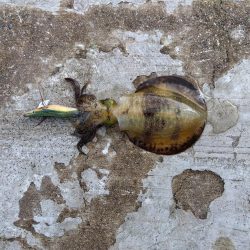 空港でアオリイカ　2