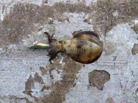 空港でアオリイカ　2