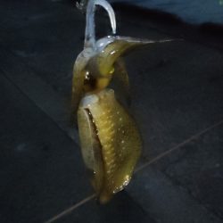 久しぶりの尾鷲釣行