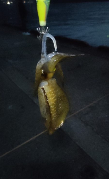 久しぶりの尾鷲釣行