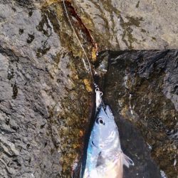 楽しいけど小せえわ