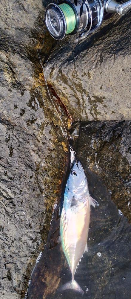 楽しいけど小せえわ