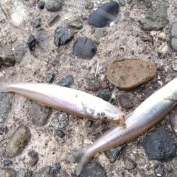 潮が動けど時合無し