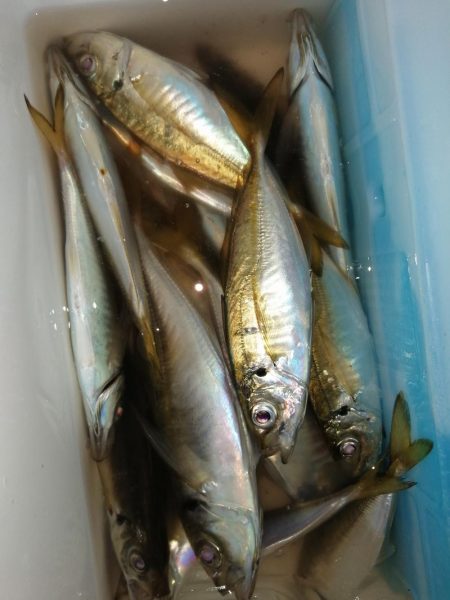 美味しいアジを求め