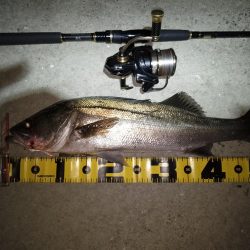 散らしてスイッチON?