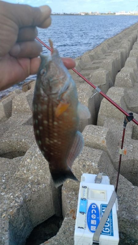 東二見西水路のキス調査