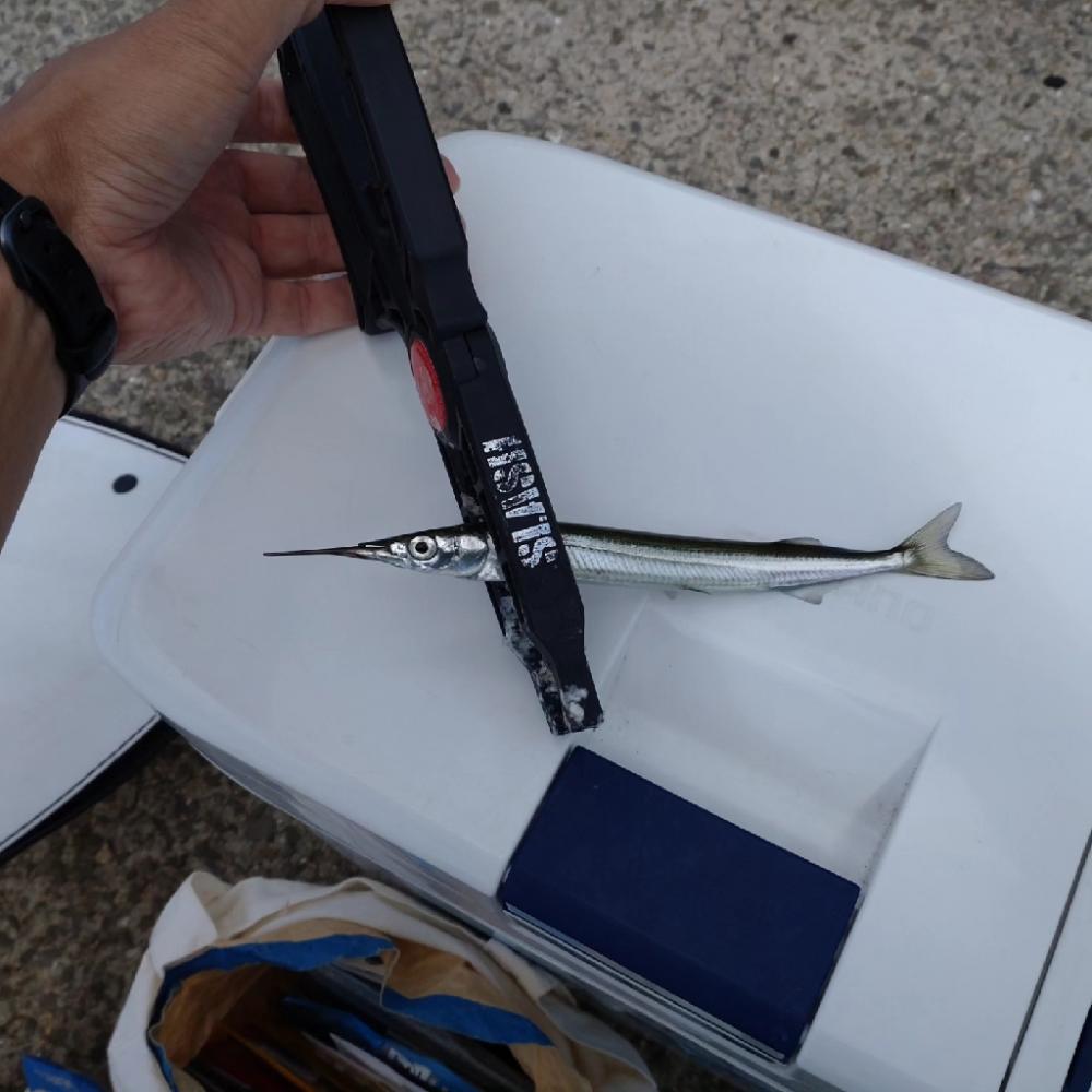 助松埠頭アジング