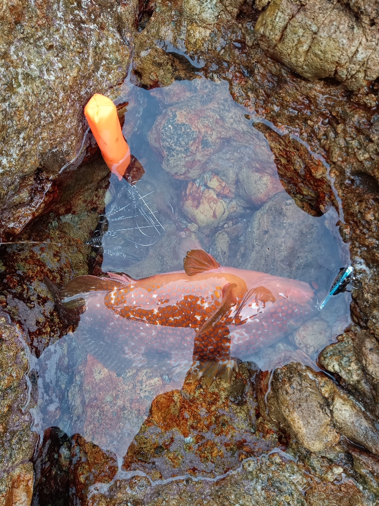 釣れたアイゴにクエ？が