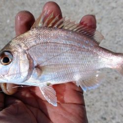 淡路島のキス調査