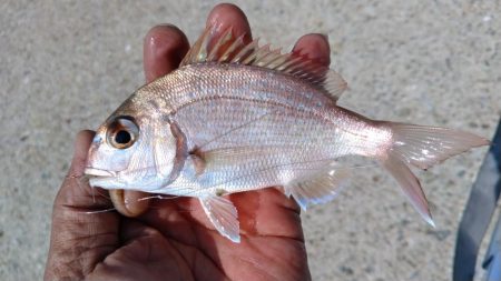 淡路島のキス調査