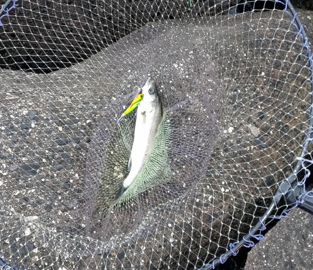 シーバス始まった