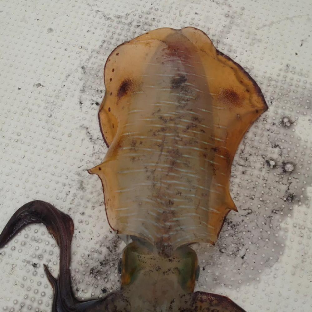 今年初のボートエギング