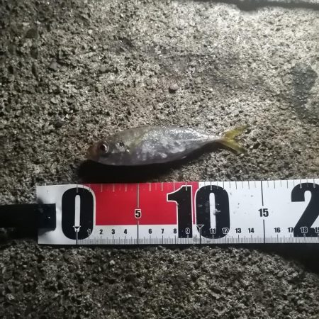 イカ用のアジ釣り