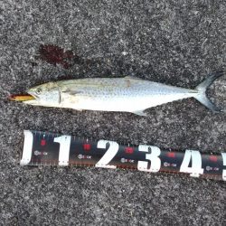 武庫川一文字でサゴシ