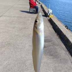 シーズン４回目の津居山釣行