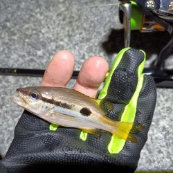 2023/10/24 南港ライトゲーム釣行 (ロックフィッシュ狙い)