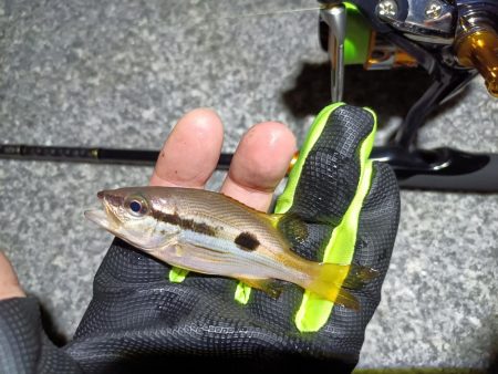 2023/10/24 南港ライトゲーム釣行 (ロックフィッシュ狙い)