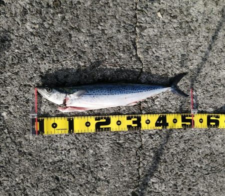 メジロ＆サゴシ